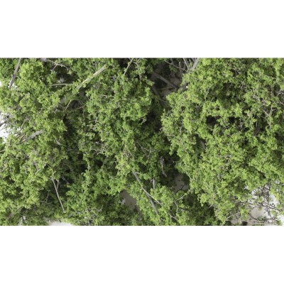 WS1131 MEDIUM GREEN FINE-LEAF FOLIAGE(75C.I.)