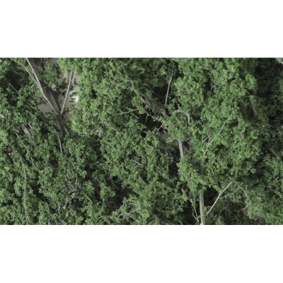 WS1130 DARK LEAF FINE-LEAF FOLIAGE(75C.I.)