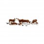 WS1843 HO HEREFORD COWS