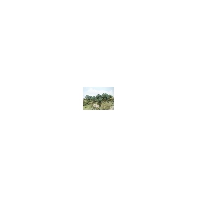 WS28 2-4"HARDWOOD FOREST MET.TREE KIT(24) *