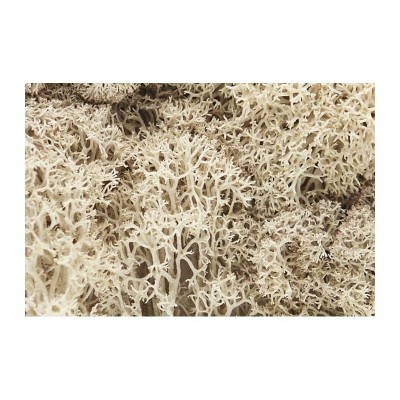 WS166 NATURAL LICHEN(1.5QT/82CI)