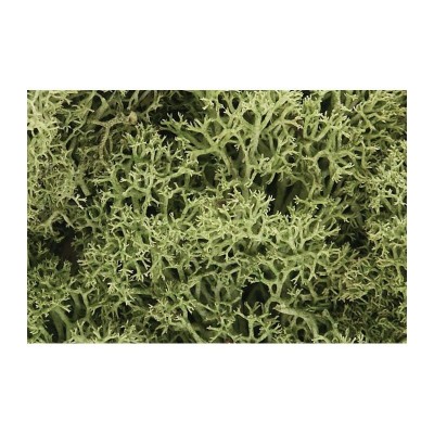 WS161 SPRING GREEN LICHEN(1.5QT/82CI)