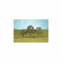 BAC32007 HO SCALE TREES-2.5"-3.5"WALNUT TREES(3)