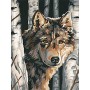 DIM91325 WOLF AMONG BIRCHES, 9x12