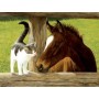SUN51528 WHISKERY HELLO, 500, 16