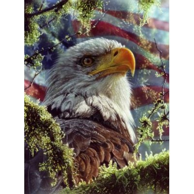 SUN21865 EAGLE COLORS, 1000, 24