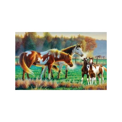 SUN70979 PASTURE FAMILY, 500, 24