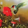 SUN67324 RUBY THROAT, 500, 18