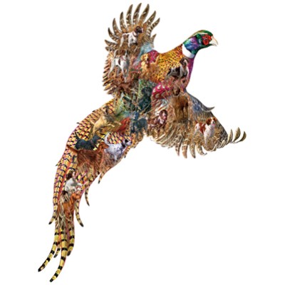 SUN95059 SPORTS AFIELD -PHEASANT DAYS shape 22