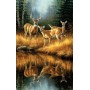 SUN30923 WHITETAIL REFLECTIONS, 550, 18