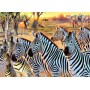 SUN70970 ZEBRAS AND FRIENDS, 500+, 25