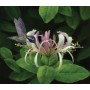 SUN26279 FINDING NECTAR, 550, 23 *
