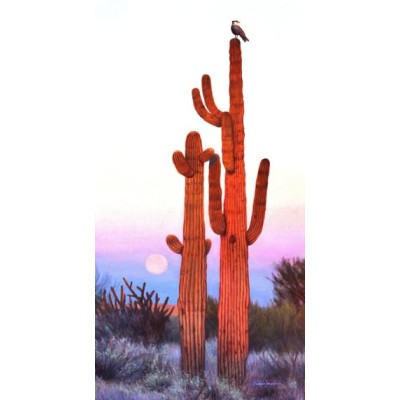 SUN27062 DESERT LOOKOUT, 500, 25