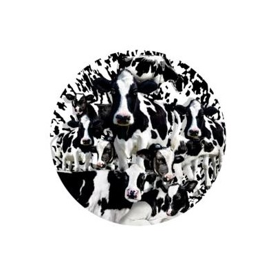 SUN35102 HERD OF COWS, 1000, 20