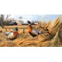 SUN49061 PHEASANT FARM, 500, 19 *