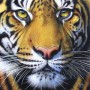 SUN58628 GOLDEN TIGER FACE, 1000 *