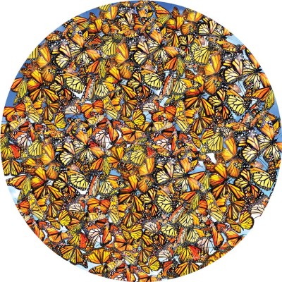 SUN35047 MONARCH FRENZY, 1000, 19