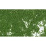 WS52 MEDIUM GREEN FOLIAGE(60 S.I.)