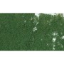 WS53 DARK GREEN FOLIAGE(60 S.I.)