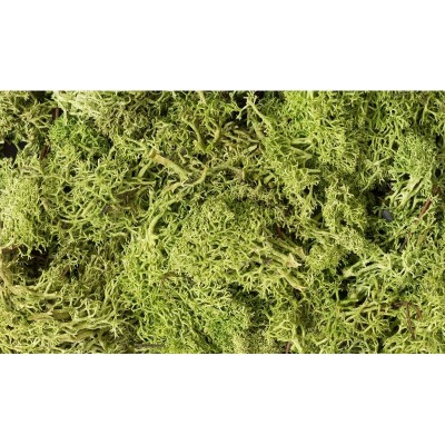 WS162 LIGHT GREEN LICHEN (1.5QT/82CI)