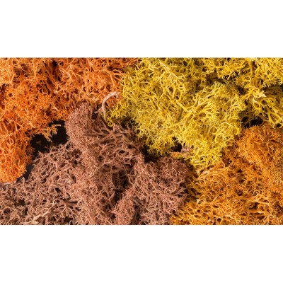 WS165 AUTUMN MIX LICHEN(1.5QT/82CI)