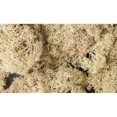 WS166 NATURAL LICHEN(1.5QT/82CI)