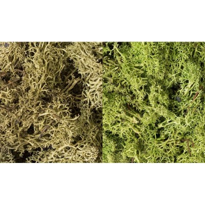WS167 LIGHT GREEN MIX LICHEN(3QT/165CI)