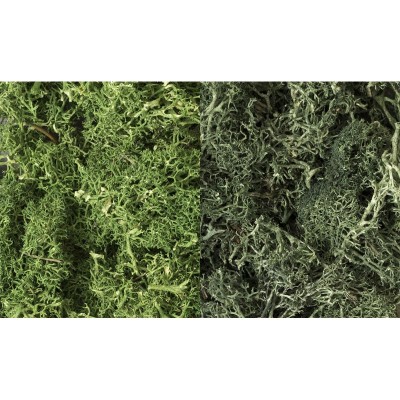 WS168 DARK GREEN MIX LICHEN(3QT/165CI)