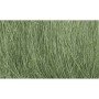 WS174 MEDIUM GREEN FIELD GRASS(8GR)