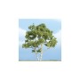 WS1601 BIRCH 4"(1)