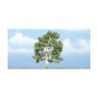 WS1609 SYCAMORE-4"(1)