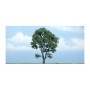 WS1610 MAPLE-4 1/2"(1)