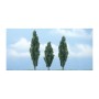 'WS1611 POPLAR-4 3/4", 3 1/2'', 4 1/4"(30'