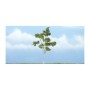 WS1616 PAPER BIRCH- 4"(1)