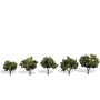 WS3502 CLASSIC TREES-SUN KISSED-1 1/4-2"