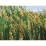 BAC32514 HO REEDS-1" TALL (40pk) *1