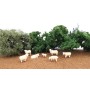 BAC33122 HO SHEEP